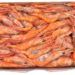 SCN AMAEBI HEAD ON 1KG